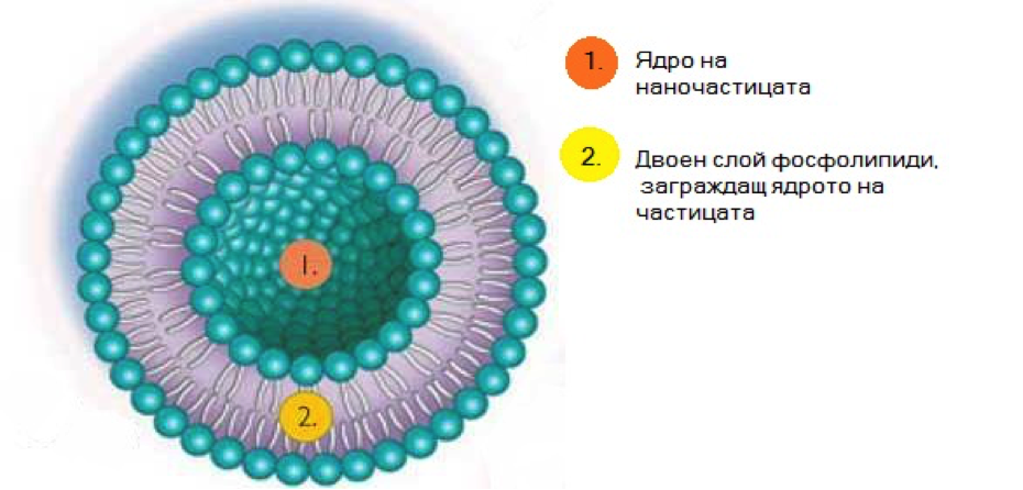 Description: lipos.jpg